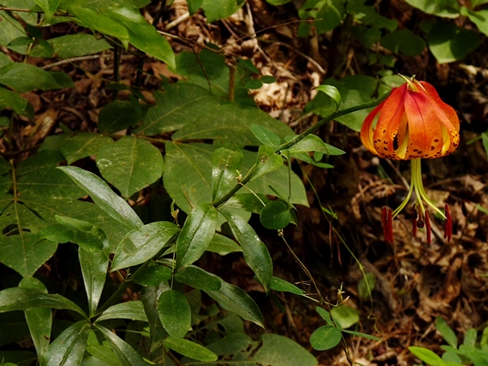 {Lilium michauxii}